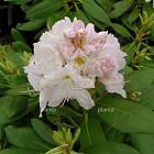 Rhododendron 'Catawbiense Album'