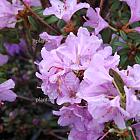 Rhododendron 'Snipe'
