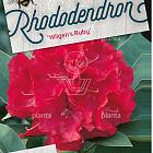 Rhododendron 'Wilgen's Ruby'