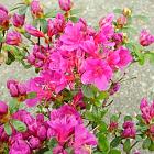 Rhododendron (AJ) 'Geisha Purple'