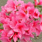Rhododendron (AJ) 'Madame van Hecke'