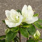 Rhododendron (AJ) 'Maischnee'