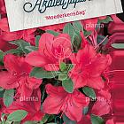 Rhododendron (AJ) 'Moederkensdag'