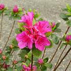 Rhododendron (AJ) 'Violetta'