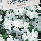 Rhododendron (AJ) 'White Lady'