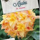Rhododendron (AK) 'Anneke'