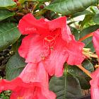 Rhododendron (F) 'Scarlet Wonder'
