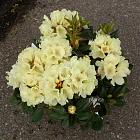 Rhododendron (Y) 'Centennial Gold'