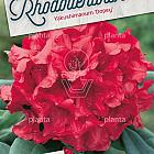Rhododendron (Y) 'Dopey'