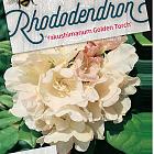 Rhododendron (Y) 'Golden Torch'