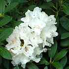 Rhododendron (Y) 'Schneekrone'