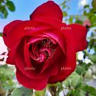 Rosa (T) 'Dame de Coeur'