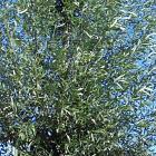 Salix alba 'Belders'