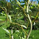 Salix babylonica 'Tortuosa'