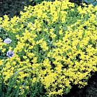 Sedum acre 'Yellow Queen'