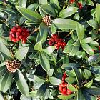 Skimmia japonica 'Red Berry Bee'