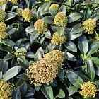 Skimmia japonica 'White Globe'