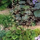 Tellima grandiflora 'Rubra'