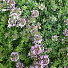 Thymus 'Doone Valley'