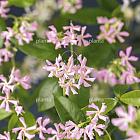 Trachelospermum jasminoides 'Pink Air' 