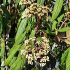 Viburnum rhytidophyllum