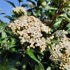 Viburnum tinus