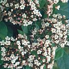 Viburnum tinus 'Gwenllian'
