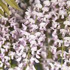 Wisteria floribunda 'Rosea'