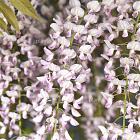 Wisteria floribunda 'Rosea'