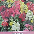 Antirrhinum majus Rainbow Mix