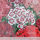 Dianthus barbatus Florist Mengsel