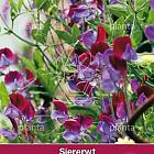 Lathyrus Matucana