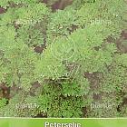 Peterselie Moskrul / Petroselinum