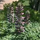 Acanthus spinosus