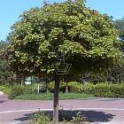 Acer platanoides 'Globosum'