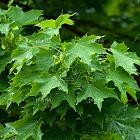 Acer platanoides