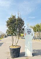 175-200, CONT, MRSTAM