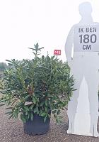  80- 100, C40