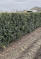 Quick Hedge HAAGELEMENT (L)100x(H)150