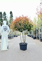 150-175, CONT, MRSTAM, PARASOL