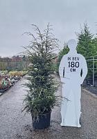 150-175, C50        