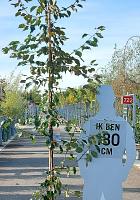 250-300, C15        