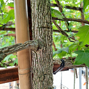Planta