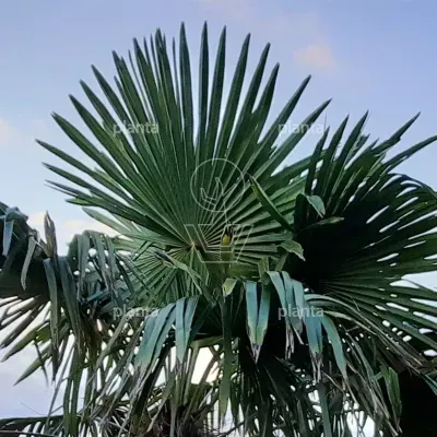  Trachycarpus fortunei