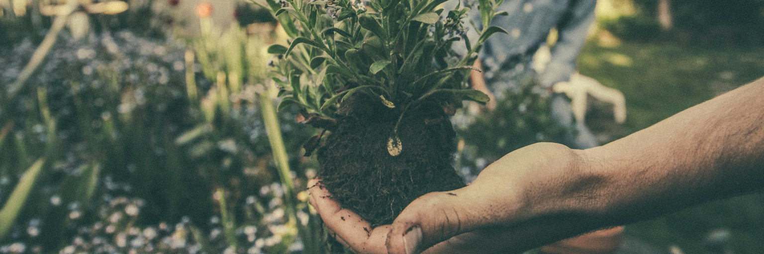 Vaste plant aanplanten