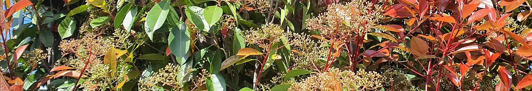 Bloemen van Photinia fraseri 'Red Robin' 