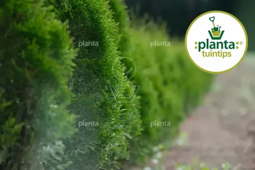 Tuintips Aanplant Haagplanten