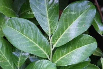 Planta