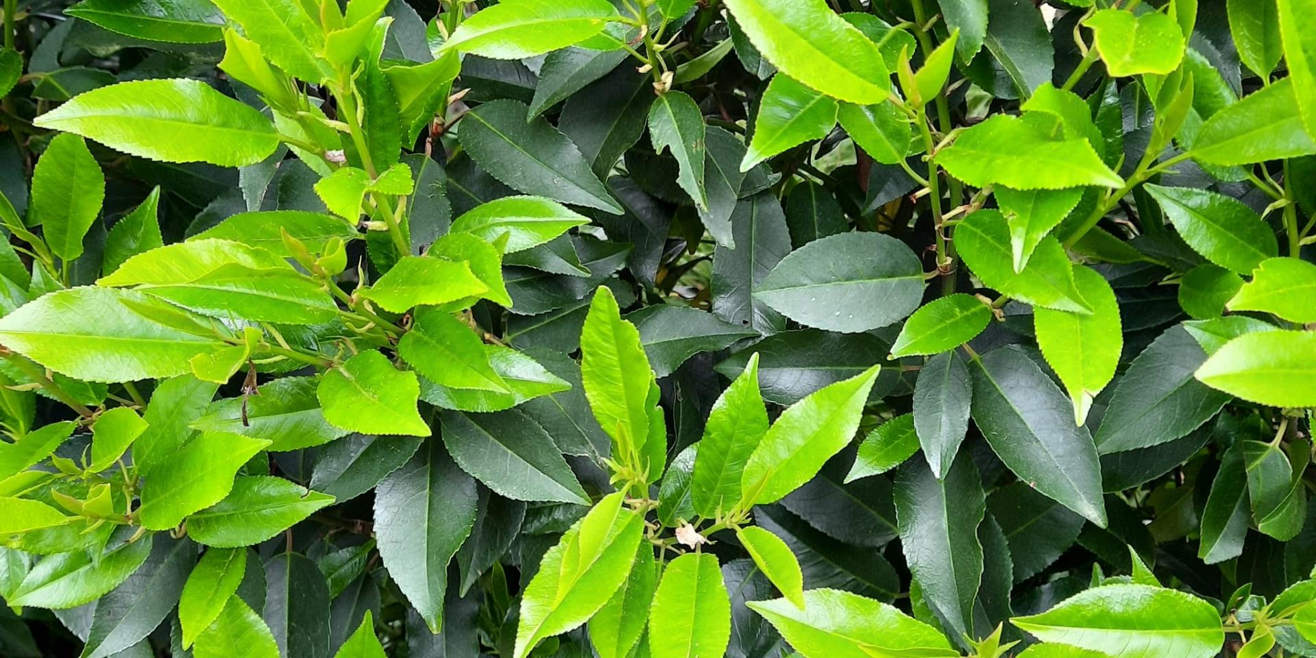 Prunus lusitanica ‘Angustifolia’ (Portugese laurier)