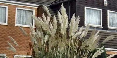 Cortaderia selloana